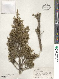 Juniperus virginiana image