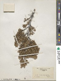 Juniperus virginiana image