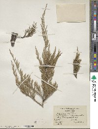 Juniperus virginiana image