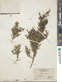 Juniperus virginiana image