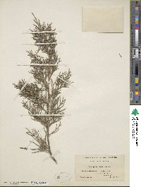 Juniperus virginiana image