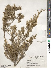 Juniperus virginiana image