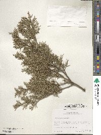 Juniperus virginiana image