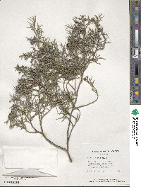 Juniperus virginiana image