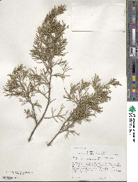 Juniperus virginiana image