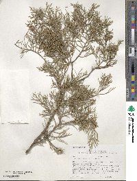 Juniperus virginiana image