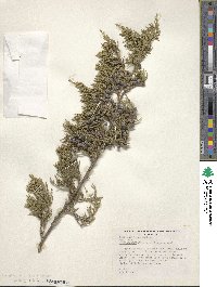 Juniperus virginiana image