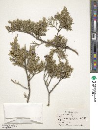 Juniperus virginiana image