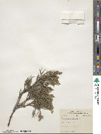 Juniperus virginiana image