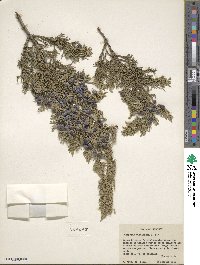 Juniperus virginiana image