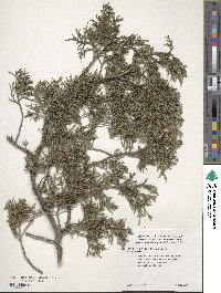 Juniperus virginiana image