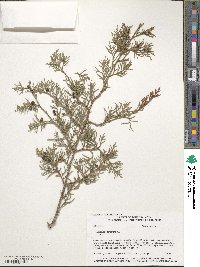 Juniperus virginiana image