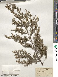 Juniperus virginiana image