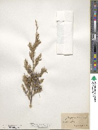 Juniperus virginiana image