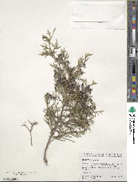 Juniperus virginiana image