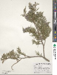 Juniperus virginiana image