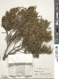 Juniperus virginiana image