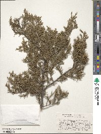 Juniperus virginiana image