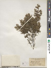 Juniperus virginiana image