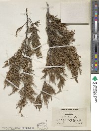 Juniperus virginiana image