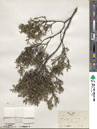 Juniperus virginiana image