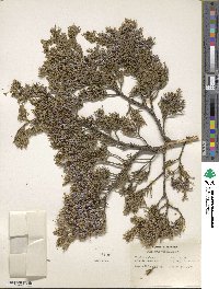 Juniperus virginiana image