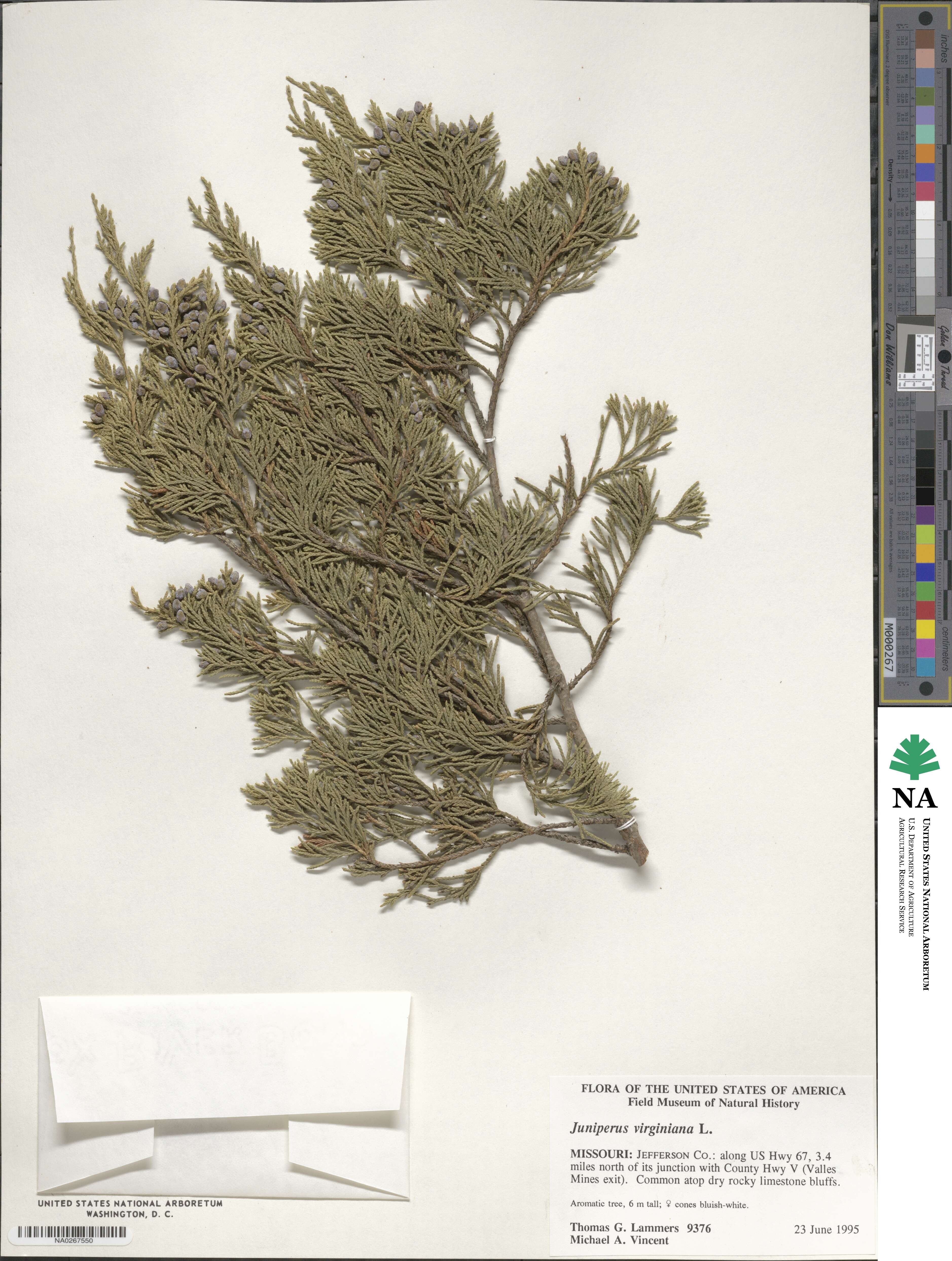 Juniperus virginiana image