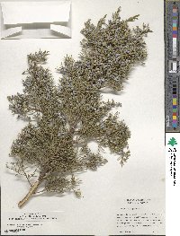 Juniperus virginiana image