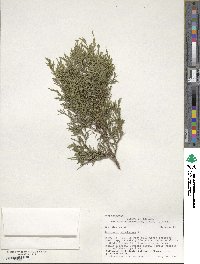 Juniperus virginiana image