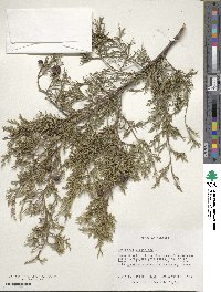 Juniperus virginiana image