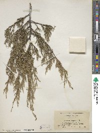 Juniperus virginiana image