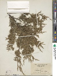 Juniperus virginiana image