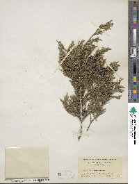 Juniperus virginiana image