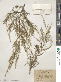 Juniperus virginiana image