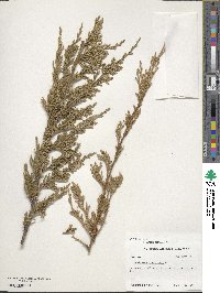 Juniperus virginiana image