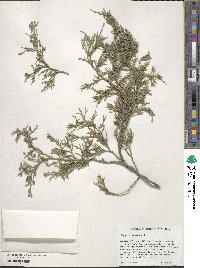 Juniperus virginiana image