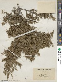 Juniperus virginiana image