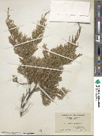 Juniperus virginiana image