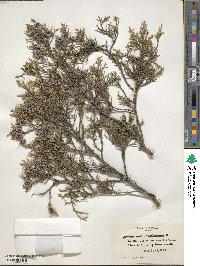 Juniperus virginiana image