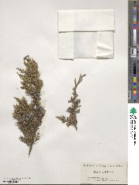 Juniperus virginiana image