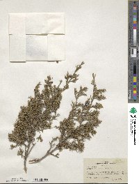 Juniperus virginiana image