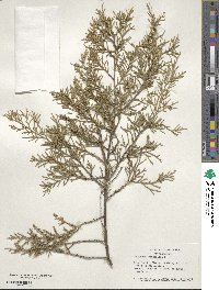 Juniperus virginiana image