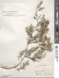 Juniperus virginiana image