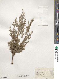 Juniperus virginiana image