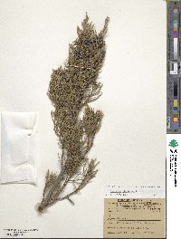 Juniperus virginiana image