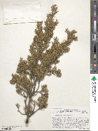 Juniperus virginiana image