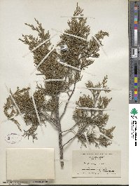 Juniperus virginiana image