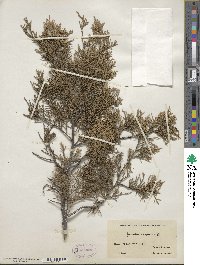 Juniperus virginiana image