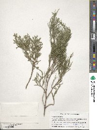 Juniperus virginiana image