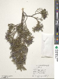 Juniperus virginiana image